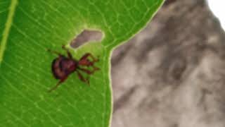 leaf rolling weevil