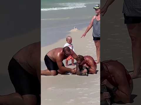 🎬 Video relacionado con pelicanos inflables