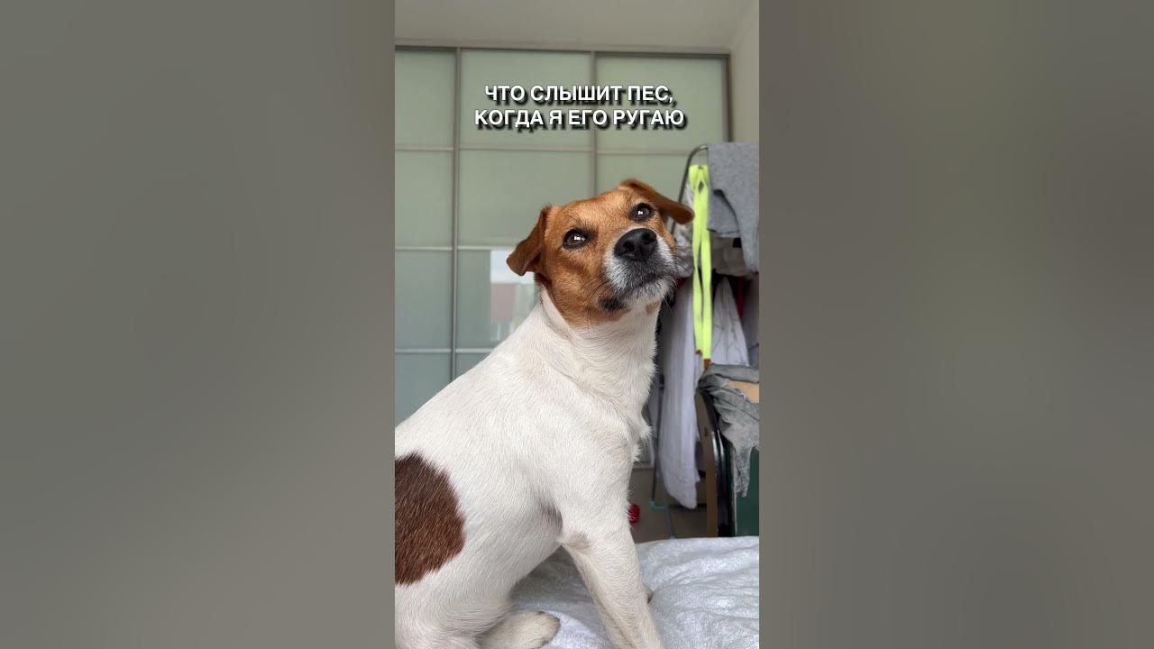 Вот почему ругать собаку бессмысленно 🙈😁 - YouTube