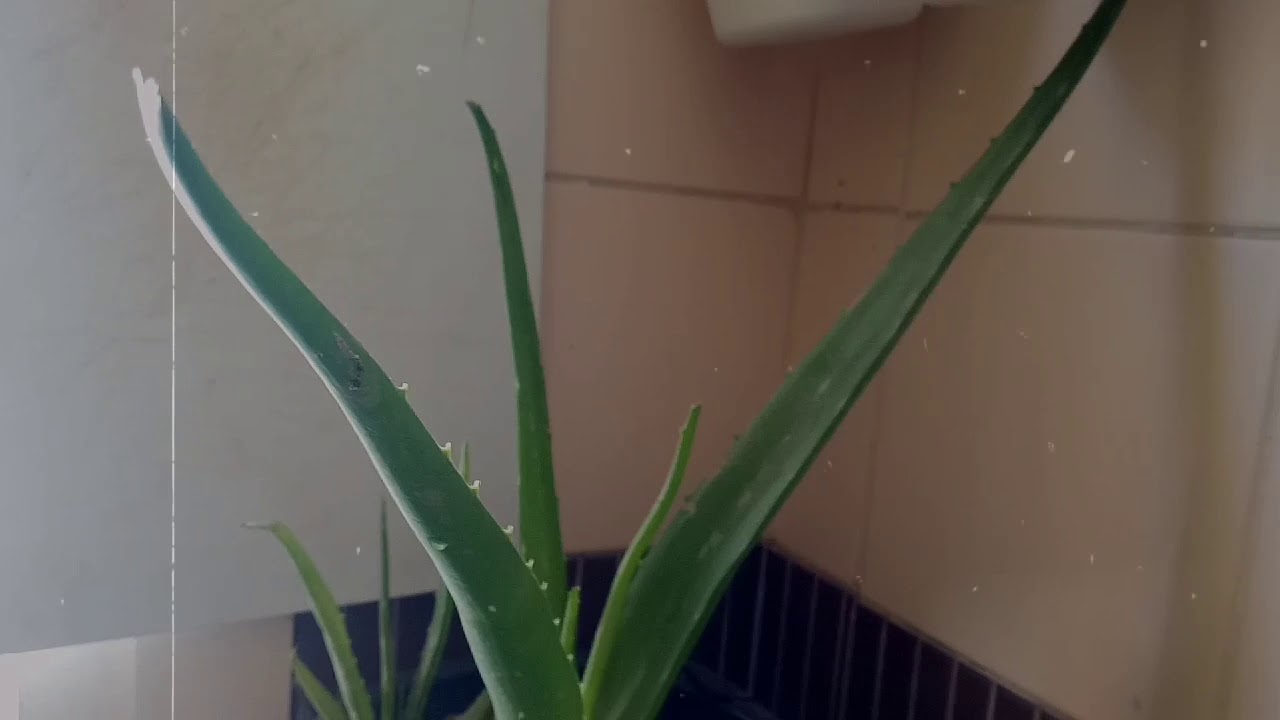 Aloe Vera Is A Succulent Plant Species Of The Genus Aloe An