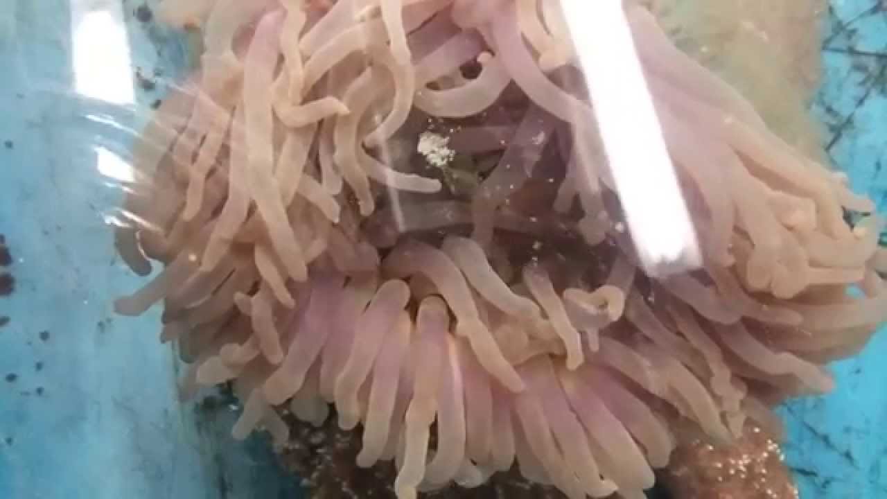 Sea Anemone Spawning