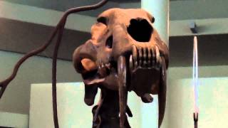 Two Saber Tooth Cats in NYC museum