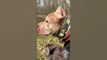 All Gas No Brakes Kennel Dog Viral Hoghunting Dogo Hunt Hunting Dogoargentino Outdoors 