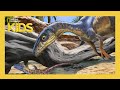 Dino Mania and Paleontology Insights
