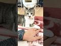 猫の手を自分の手の上に置いてはぁはぁ言ってるやばい飼い主 #猫 #cat