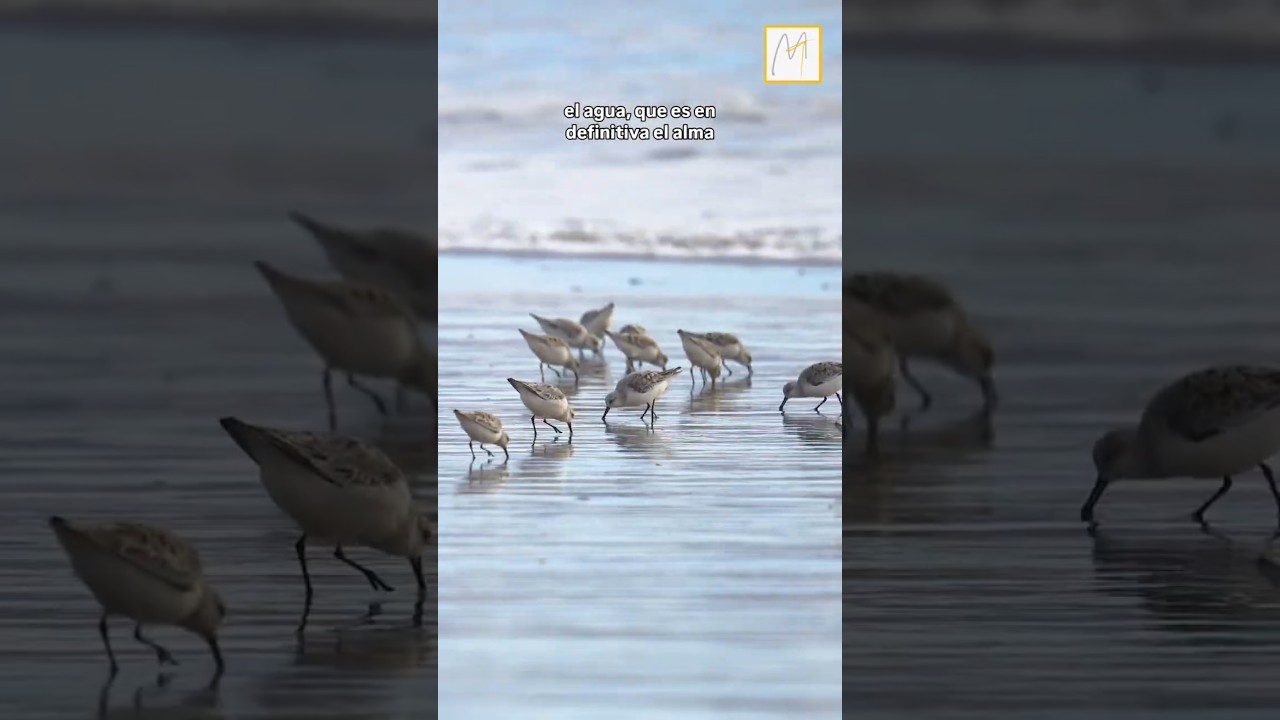 Humedal desembocadura Río Huasco. #huasco #chile #florayfauna #mtmaster #atacama