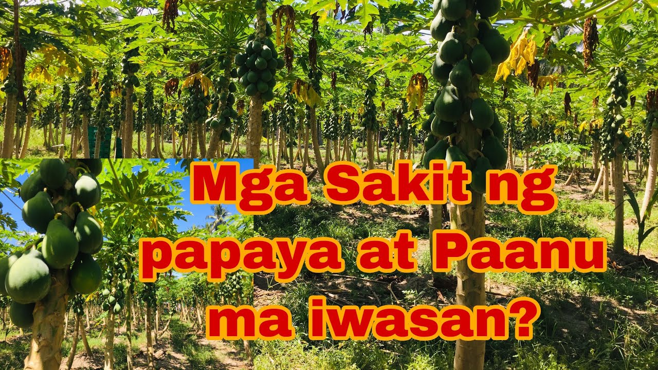Anu ang mga sakit ng Papaya II Tips and Guide