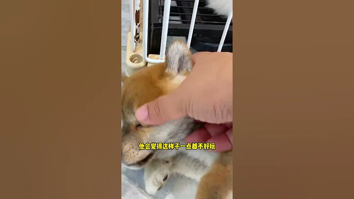 狗狗咬手怎麼辦 看完你就學會了#訓犬 #抖音618好物節 #廣州狗狗訓練學校 #韶關寵物店 - 天天要聞