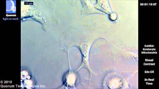 Riveal - Keratocyte Cells & Mitochondria