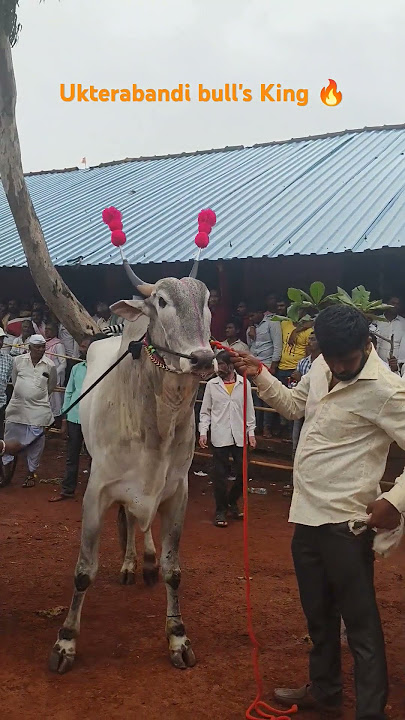 kunitalo kunitalo Nam Halli hori kunitalo 🫶🙌🔥#bailgada #bulls #kannada #song