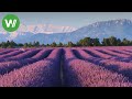 Duftender lavendel und olivenbume  mediterrane grten der provence  landtrume folge 1237