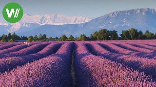 Duftender Lavendel und Olivenbäume - mediterrane Gärten der Provence | Landträume (Folge 12/37)