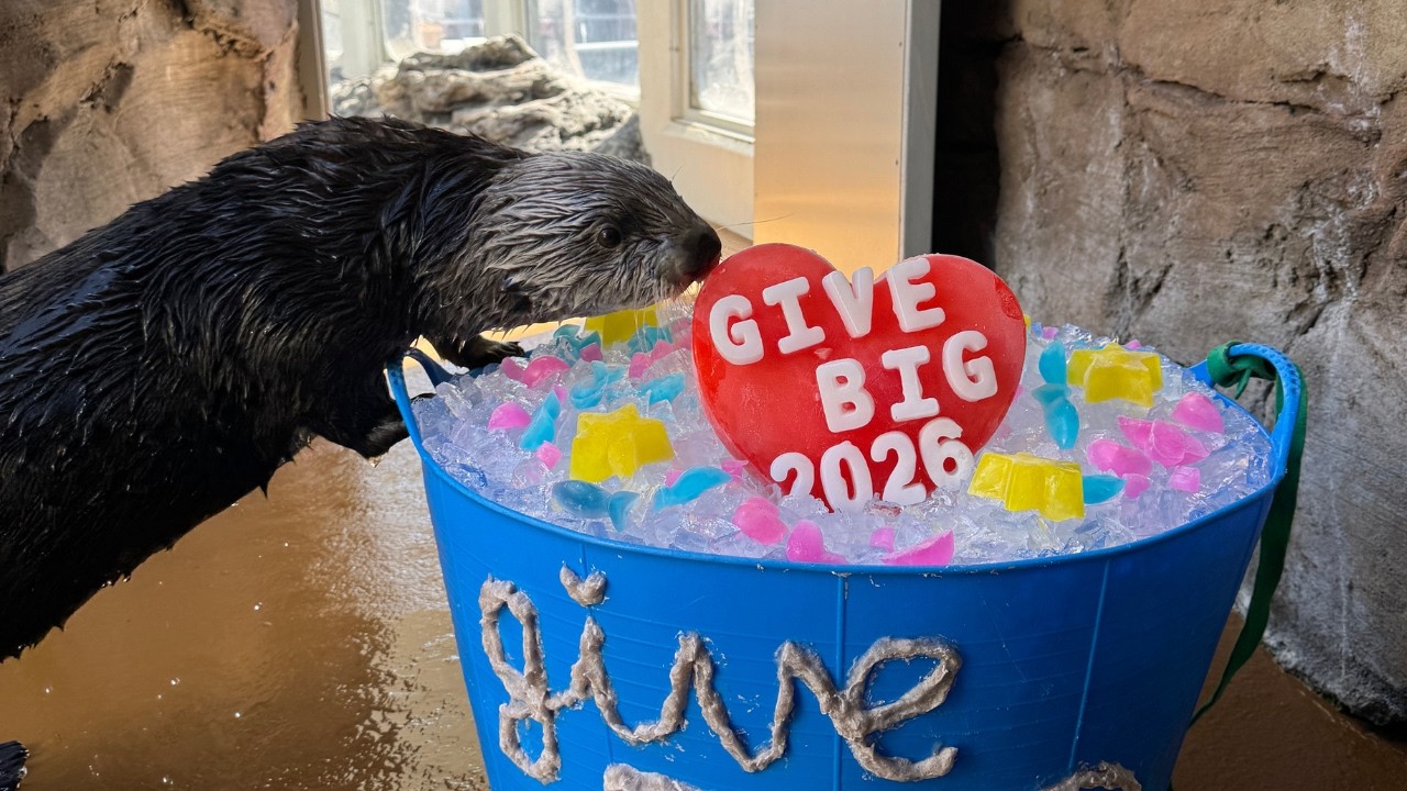 GiveBIG to conservation in action!