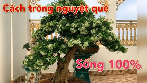 Hướng dẫn cách trồng phôi nguyệt quế sống 100% đơn giản.