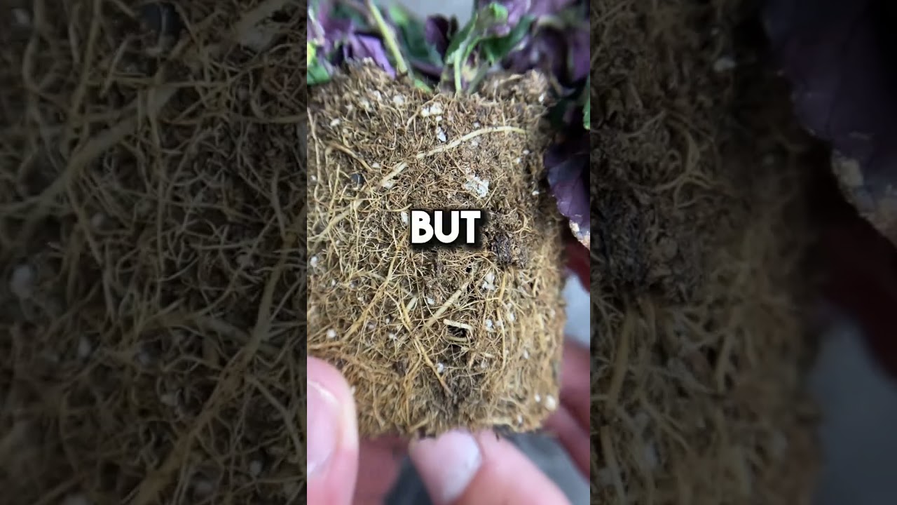 Which was the last plant you forgot to water? 