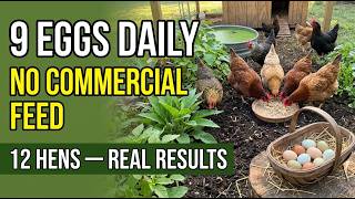 12 Laying Hens, Zero Commercial Feed, 9 Eggs Daily — The Feeding System Any Beginner Can Copy