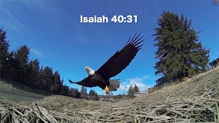 They Will Soar on Wings Like Eagles | Isaiah 40:31 | Inspiring Scripture