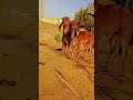 Gir Calf Gujrat #gircow #ytshorts #youtubeshorts #babycow #shorts #shortvideo