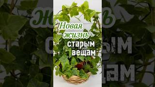 Новая жизнь🪴старым вещам🚯♻️#чайнаяроза