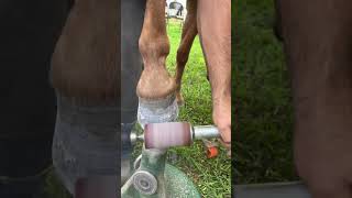 Horse hoof, buffer 