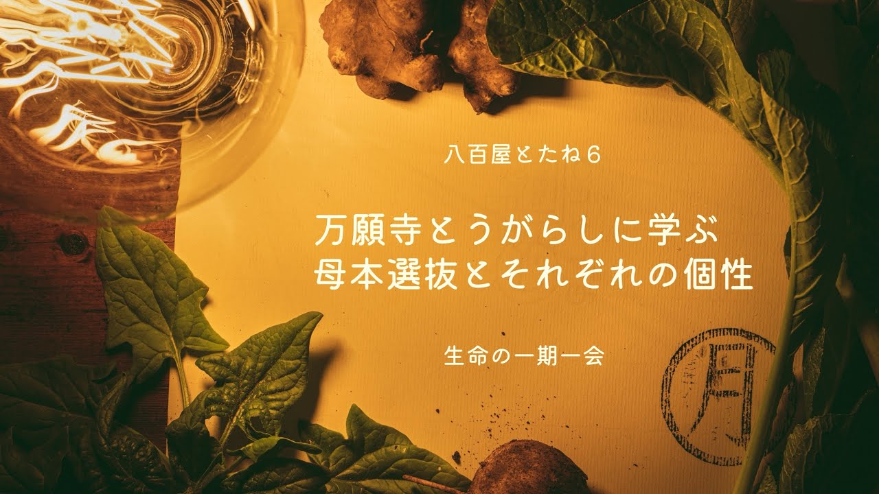 【八百屋とたね６】万願寺とうがらしに学ぶ / 母本選抜とそれぞれの個性