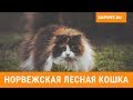 НОРВЕЖСКАЯ ЛЕСНАЯ КОШКА ВСЕ О ПОРОДЕ. ИНТЕРЕСНЫЕ ФАКТЫ