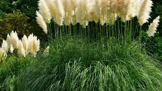 Пампасная трава – уникальный аттракцион для беззаботного двора и привлекательного дома