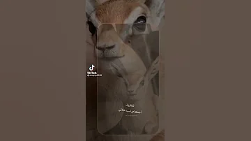 للظروف احكام ياسيد خلاني 