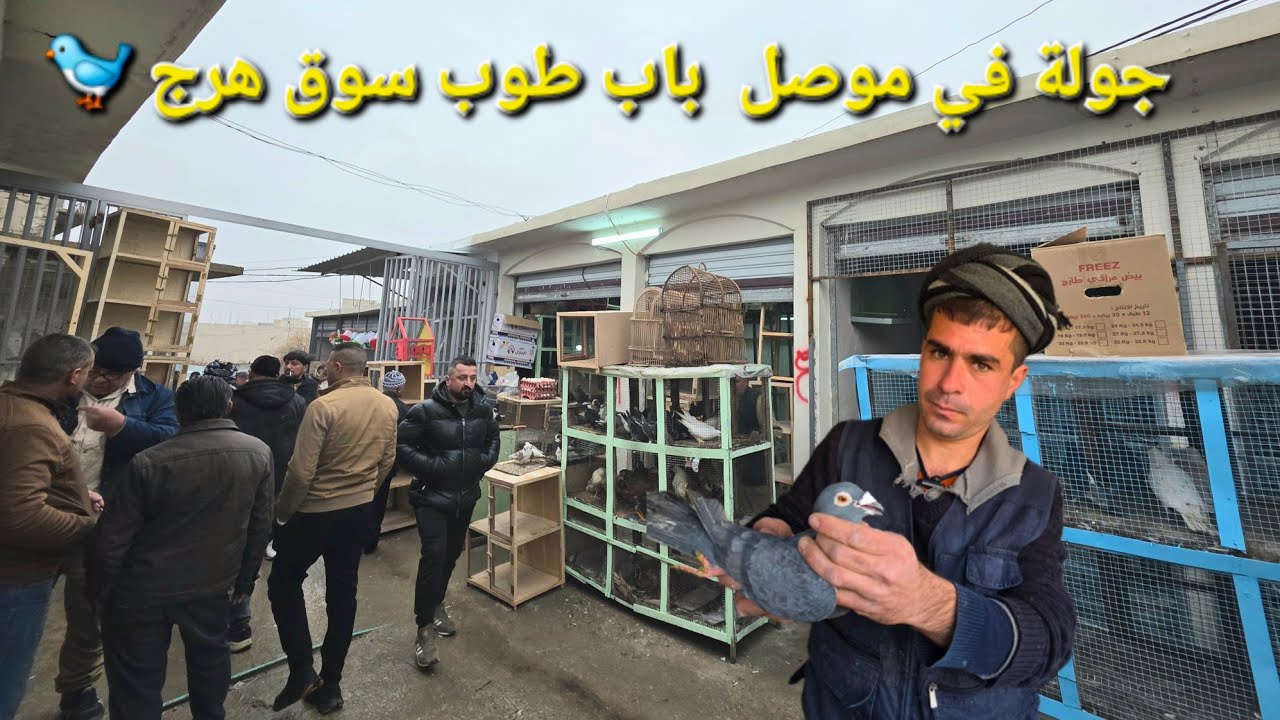 Экскурсия по рынку Баб Туб в Мосуле | Цены на птицу в Мосуле