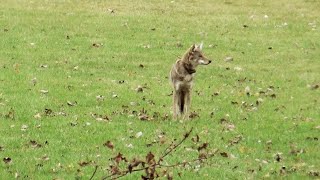A Coyote Comeback  Urban Nature