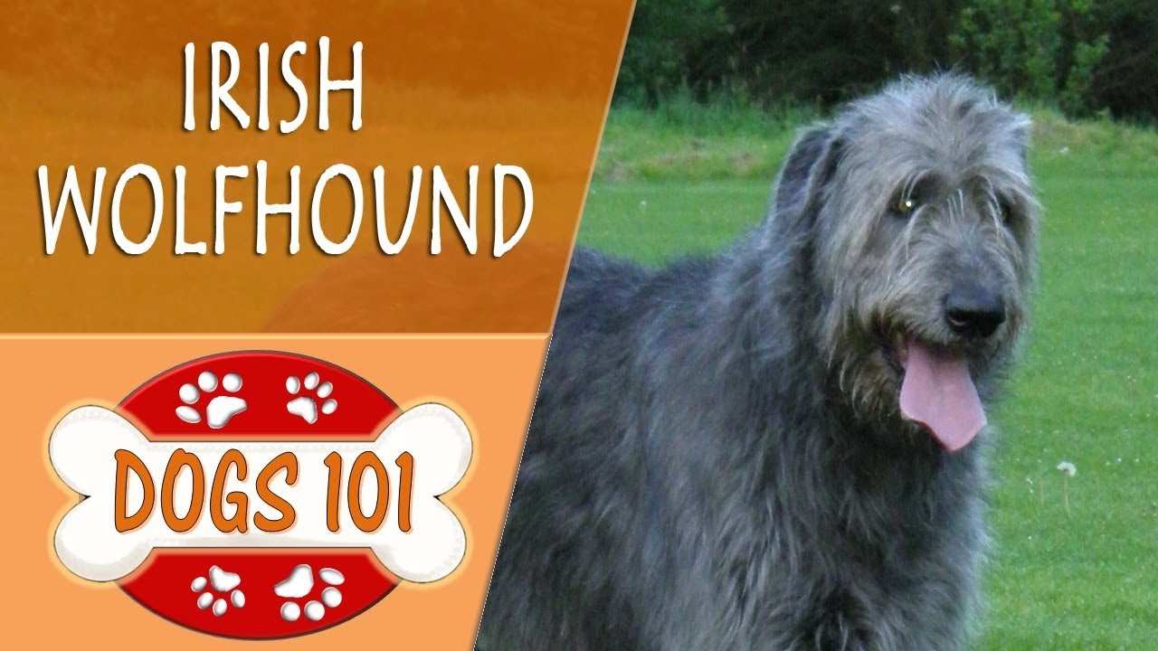 Dogs 101 - IRISH WOLFHOUND - Top Dog 