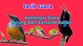 kombinasi Suara Burung pleci,kamande Kolibri