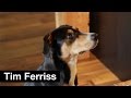 Dog breakfast tips with Molly | Tim Ferriss