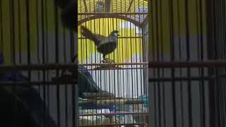 Download Lagu poksai hongkong gacor #shorts #poksaymandarin #poksayhongkonggacor #poksai MP3