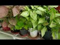 Names of some Perennial plants you can  buy in Monsoons 