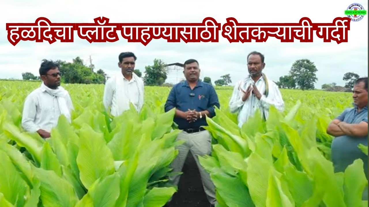 हळदीचा हा प्लॉट पाहण्यासाठी शेतकरी करत आहेत गर्दी ll Halad Lagwad. 