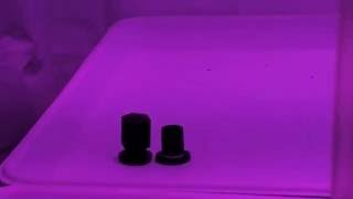 medical marijuana grow,  new grow space new set up new lights...