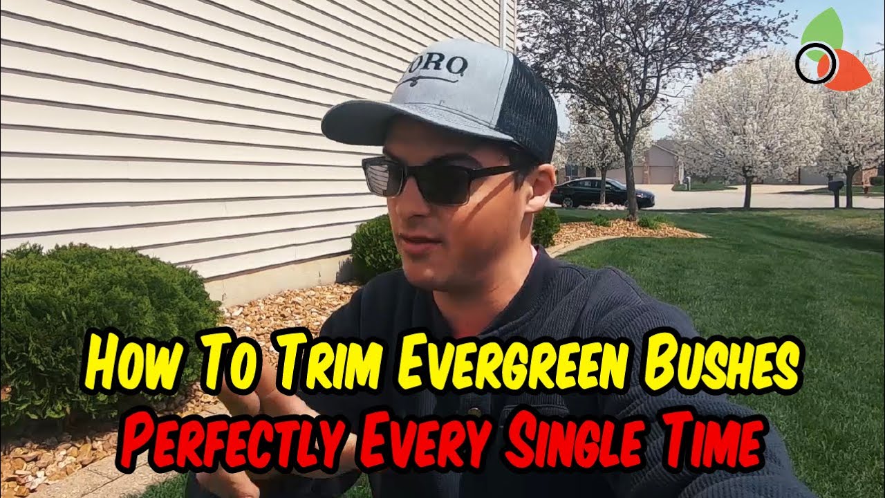 How To Trim Evergreen Bushes Perfectly Every Single Time - YouTube