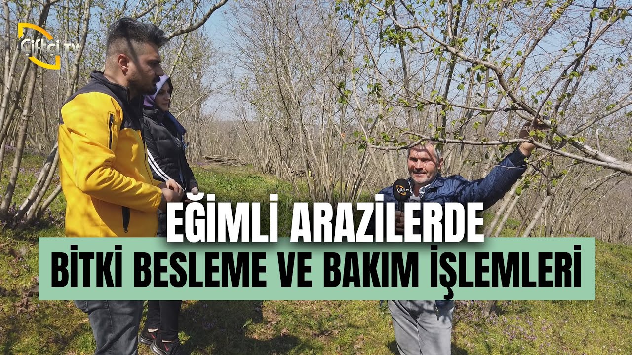 Eğimli Arazilerde Bitki Besleme Ve Bakım İşlemleri - Derdimiz Fındık