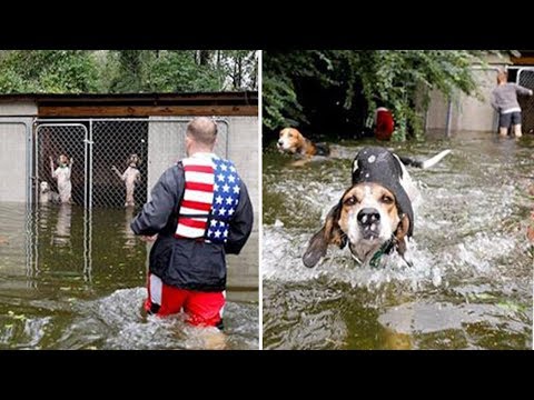 Video: Hund aus Hurrikan Katrina gerettet hat 10 Jahre gewartet, um ein Zuhause zu finden