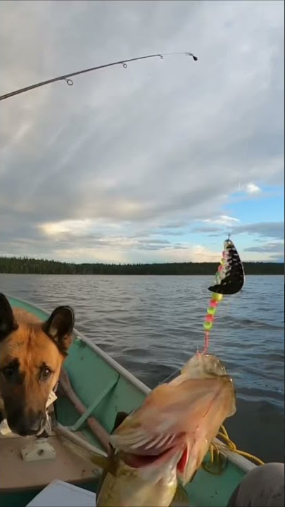 Walleye fishing in northern SK