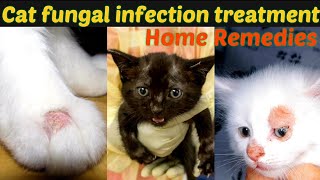 home remedies for fungal infection in cats / fungal infection treatment at home / Dr. hira saeed