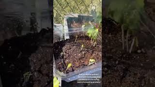 IMG 0099