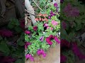 الزهور الموسمية البتونيا البونسيا المنثور فم السمكة الاقحوان الزهور الموسمية البتونيا البونسيا المنثور فم السمكة الاقحوان