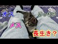【猫雑学】オスとメスってどっちが長生きなの！？　Trivia about cats Which is longer, male or female