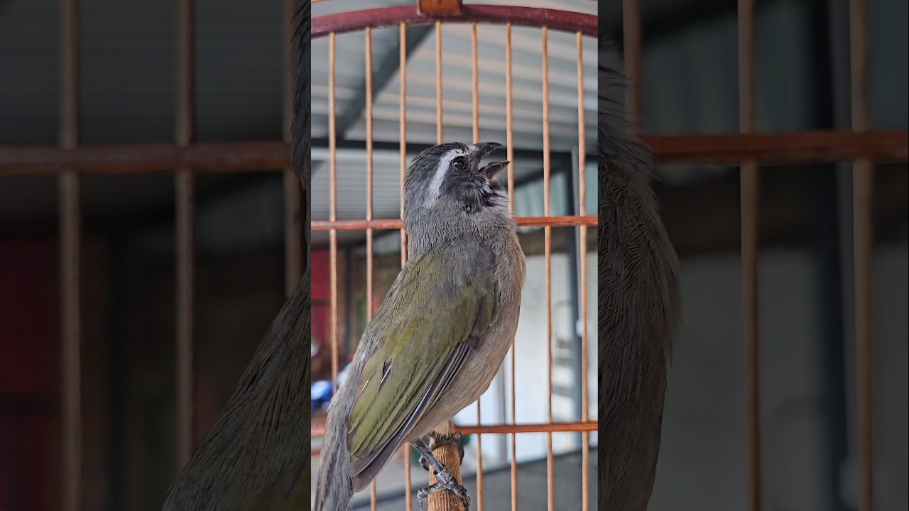CURRUCUTIL RÓ CANTO DE TRINCA-FERRO VERDADEIRO PÁSSARO BRASILEIRO MUITO APRECIADO. 