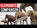 Elephants Size Comparison | Biggest Elephants