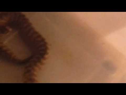 Woma Python Female