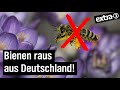 Besser leben ohne Bienen | extra 3 | NDR