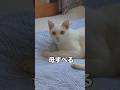 ゲッツ👉 #白猫 #シロちゃん #猫店長 #猫のいる暮らし